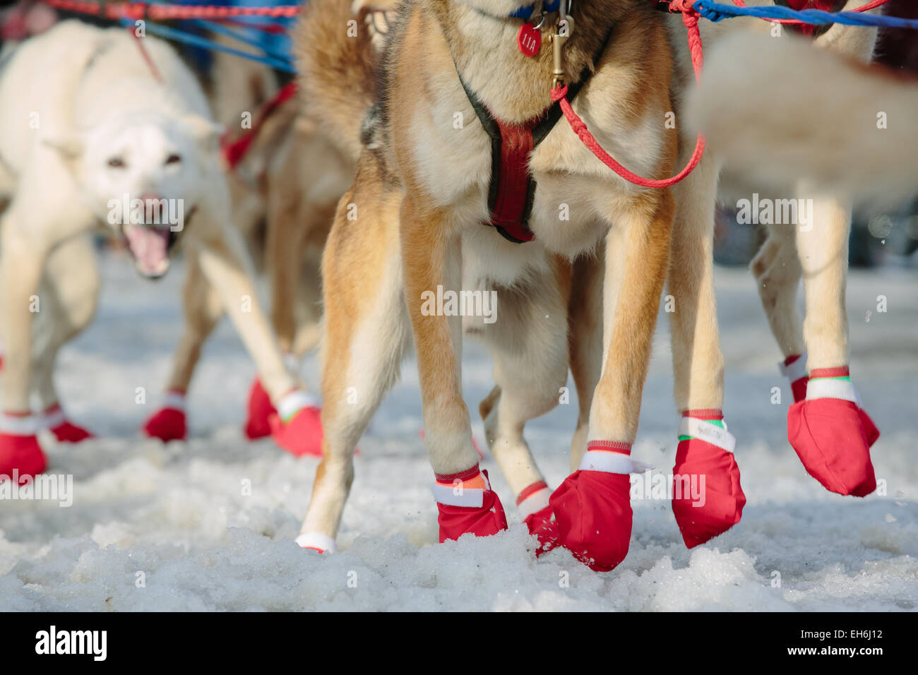 Iditarog sled dogs' paws are protected by fabric dog 'booties' at the Ceremonial start of the 2015 Iditarod sled dog race in Anchorage, Alaska on March 7, 2015. The race will resume with the official start in Fairbanks on March 9. Photo: Joshua Corbett/dpa (zu dpa: Alaska, Land des Hechelns: «Das härteste Schlittenrennen der Welt» vom 08.03.2015) Stock Photo