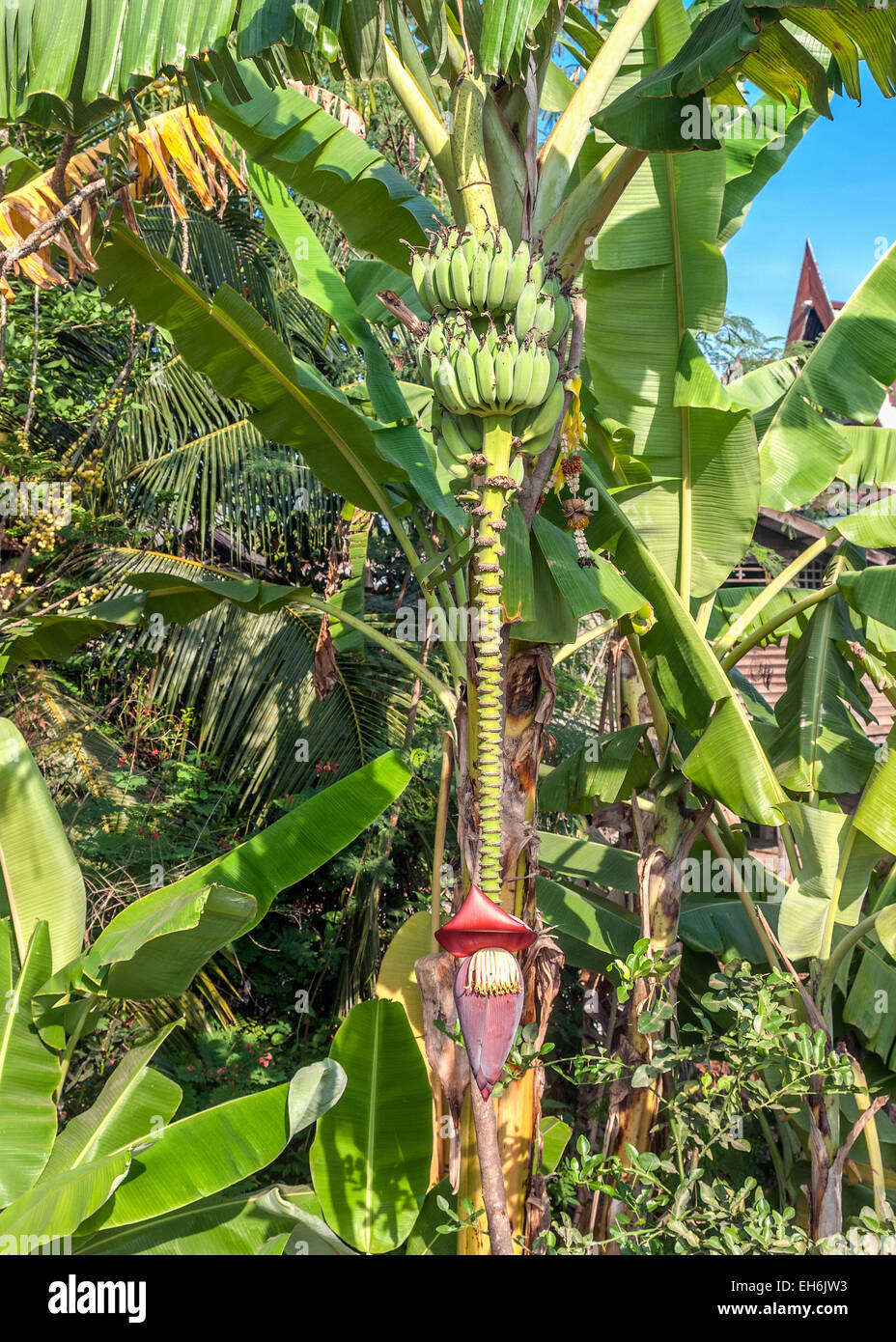 Thailand . Bananas the highest grass in the world. Fruits and flower