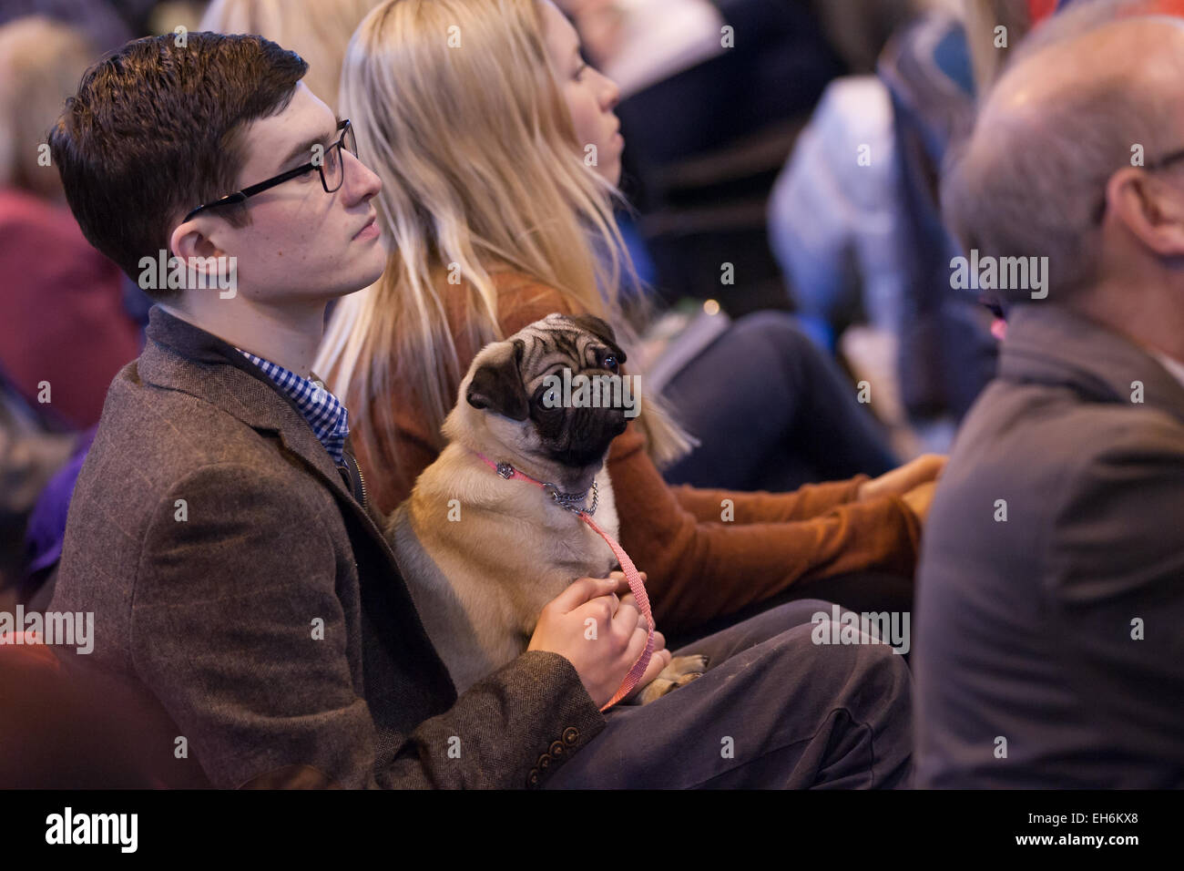 Birmingham, UK. 08th Mar, 2015. Crufts 2015 Toy and Utility day where dogs are judge to find the best in show. Credit:  steven roe/Alamy Live News Stock Photo