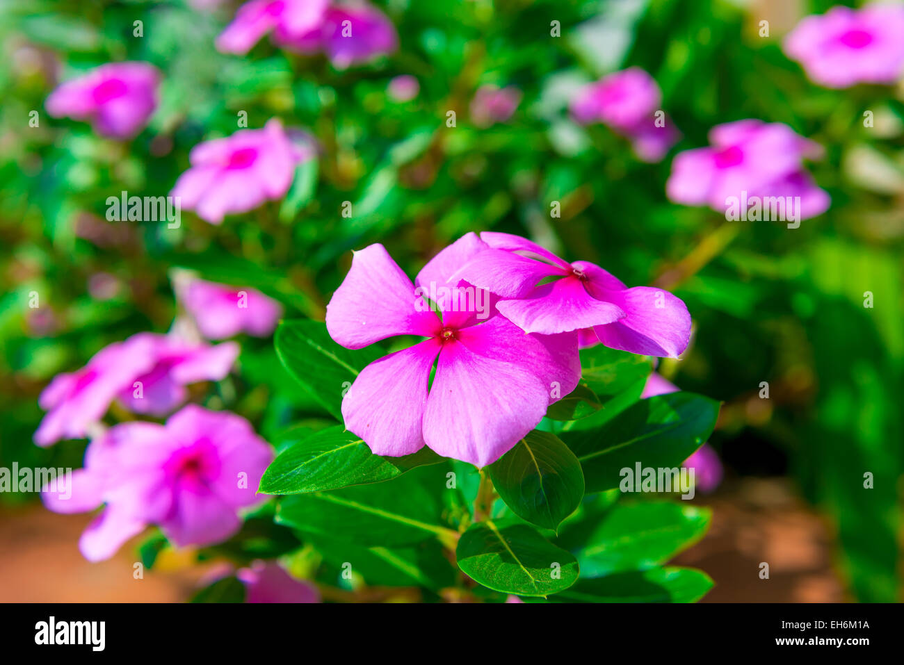 beautiful purple flowers growing in the garden Stock Photo - Alamy
