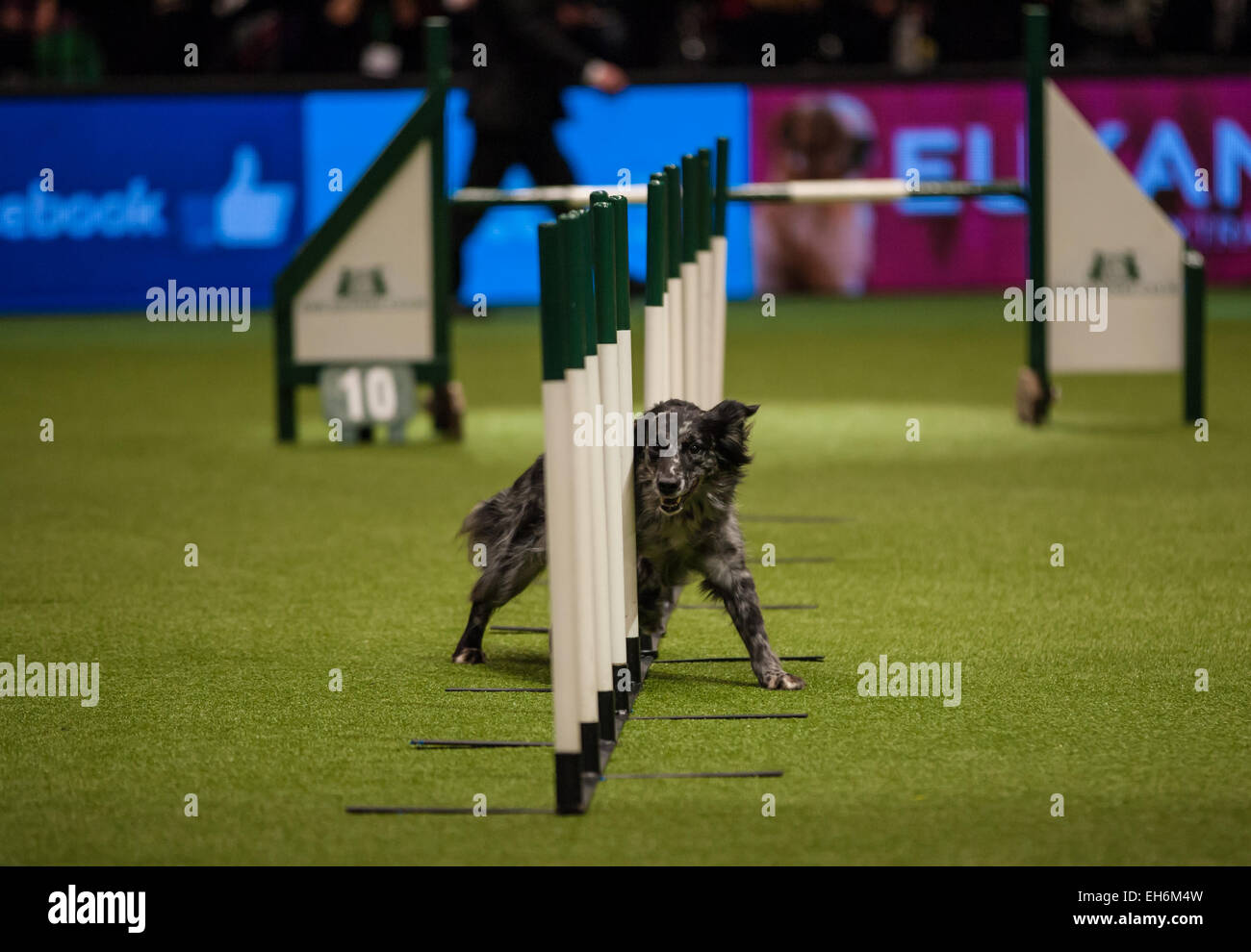 Birmingham, UK. 08th Mar, 2015. Crufts 2015 Toy and Utility day where dogs are judge to find the best in show. Credit:  steven roe/Alamy Live News Stock Photo