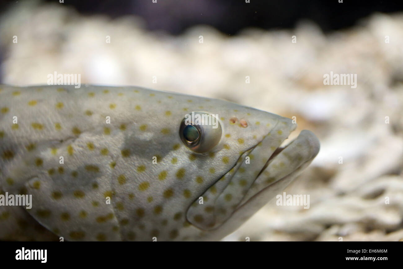 Focus on head of grouper fish in the Aquarius. Stock Photo