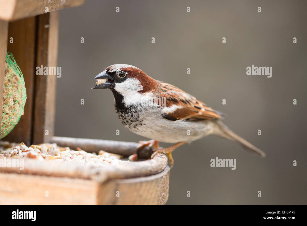 house sparrow with suet pellet in bill on bird feeder Stock Photo Alamy