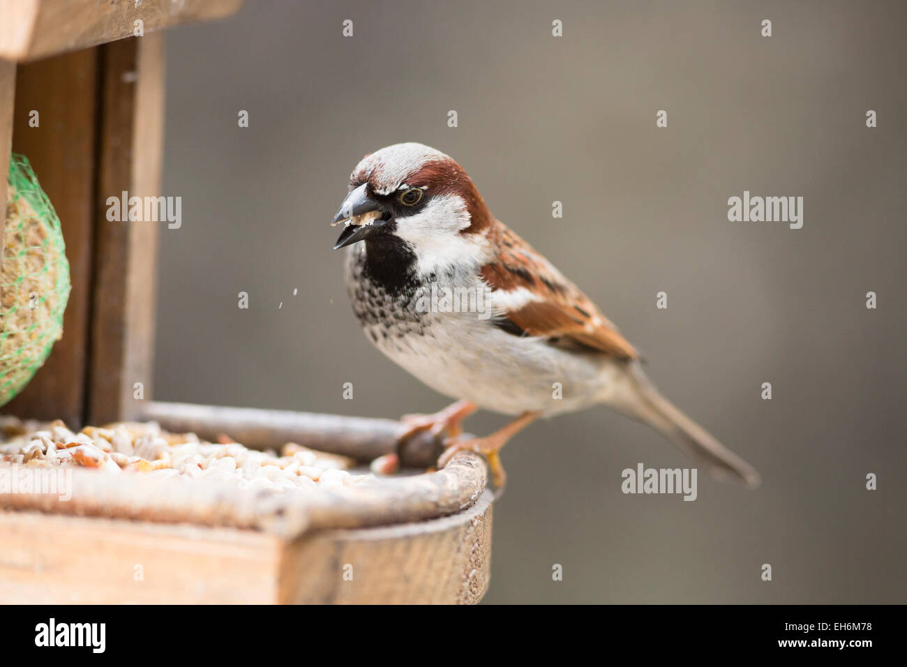 house sparrow with suet pellet in bill on bird feeder Stock Photo