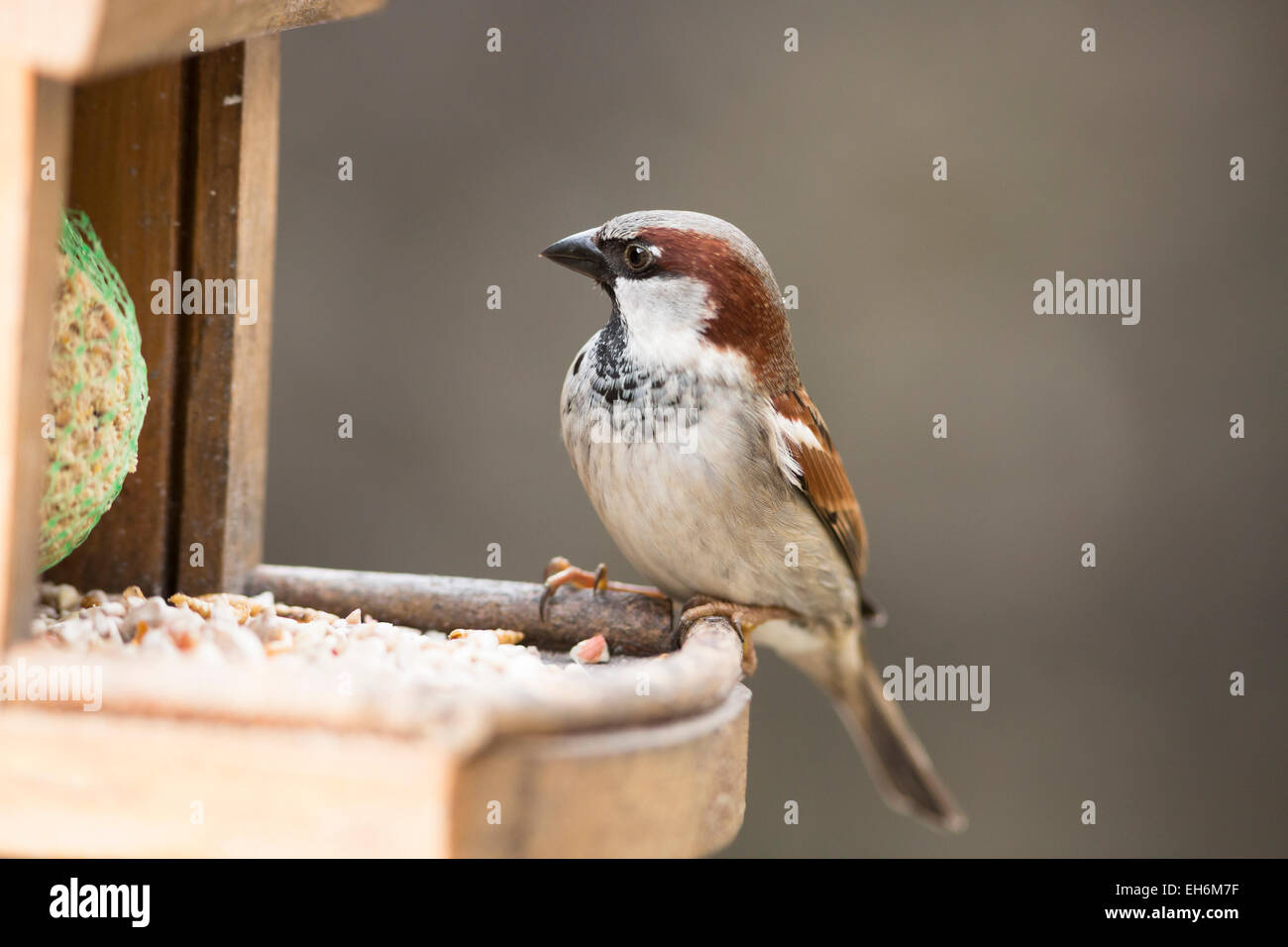 house sparrow male perched on bird feeder Stock Photo