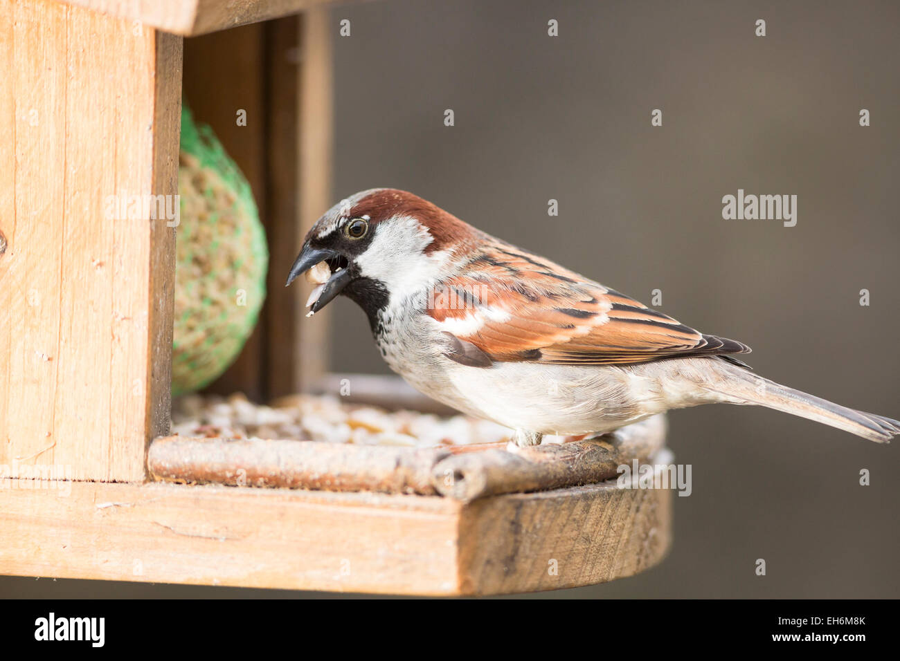 House Sparrow With Suet Pellet In Bill On Bird Feeder Stock Photo