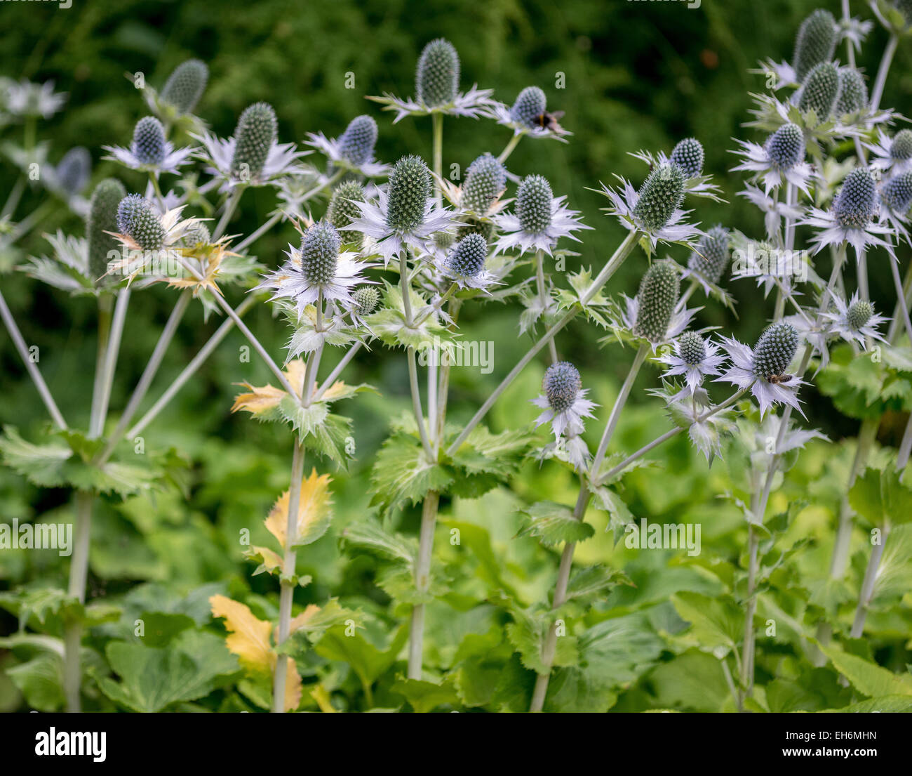 Eryngium giganteum Miss Willmott's ghost tall eryngo bloomimng Stock