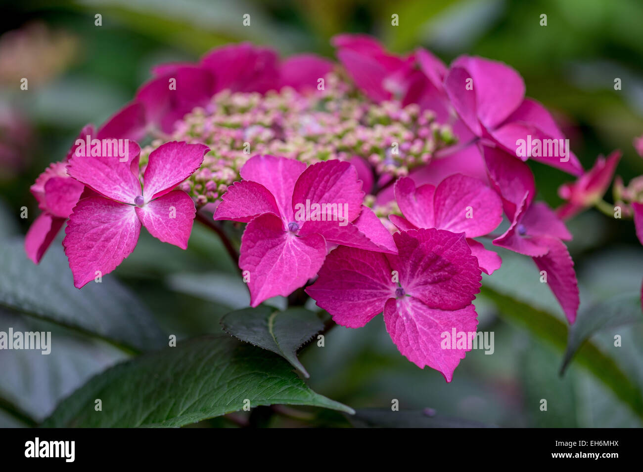Pink hydrangea blossom close up Stock Photo - Alamy