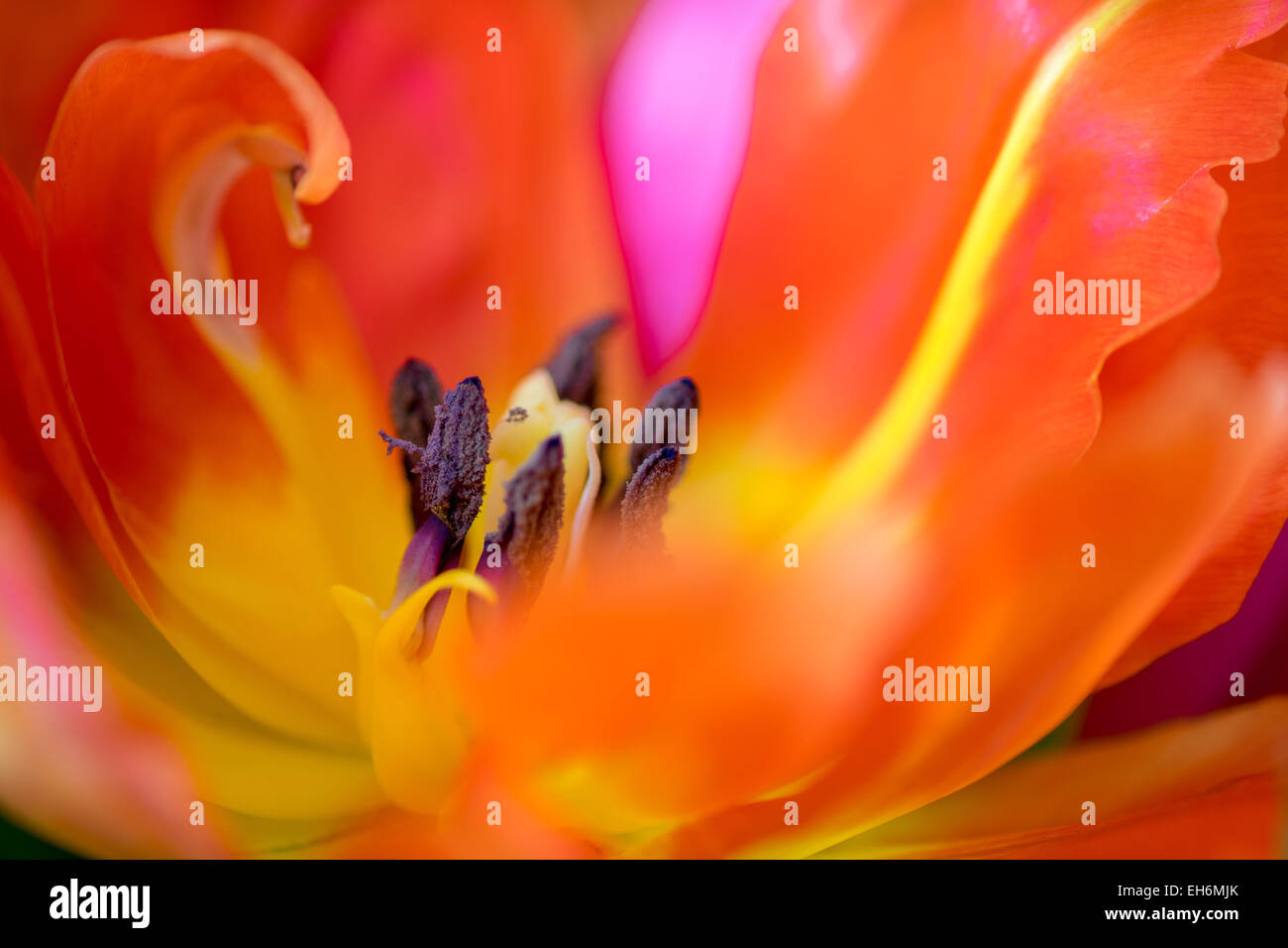 The  inside of a tred ulip soft mysterious stamens pistil Stock Photo