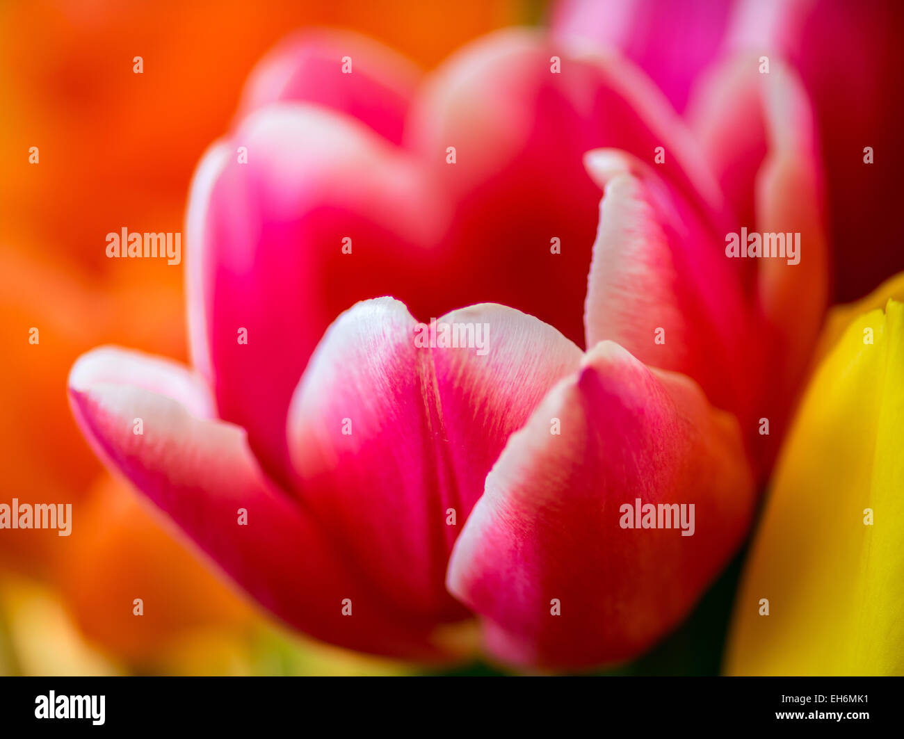 Soft petals hi-res stock photography and images - Alamy