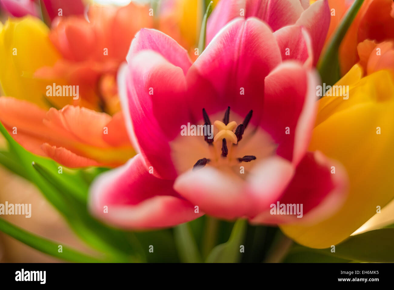 Red tulip petal petals with white rims soft dreamy Stock Photo - Alamy