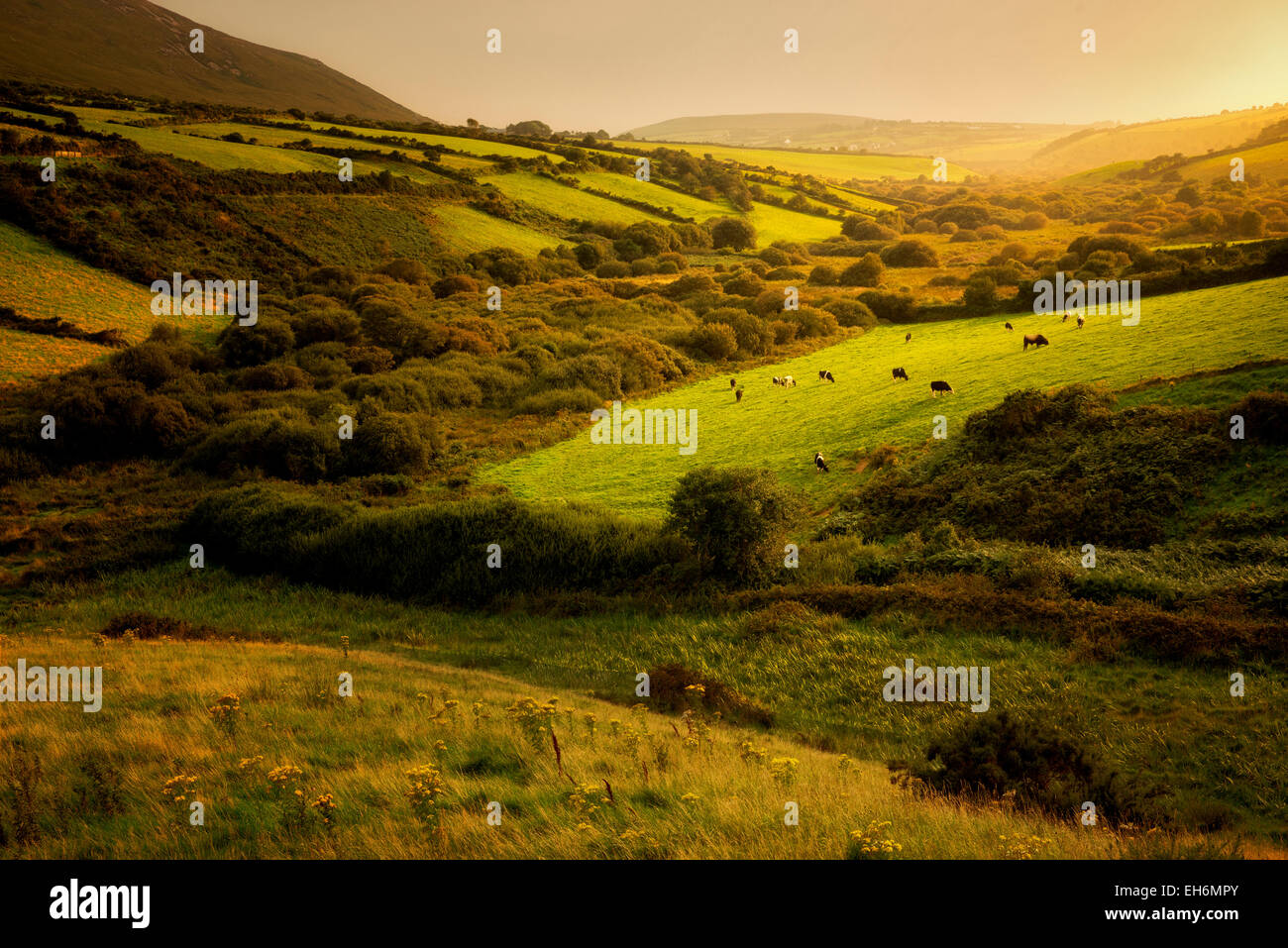 Pastoral scene with cows and pasture. Dingle Peninsula. Ireland Stock Photo