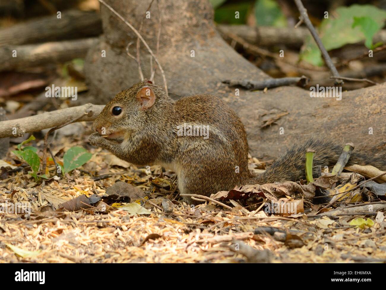 beautiful Indochinese Ground Squirrel (Menetes berdmorei) at Huay Kha Khaeng Wildlife Sanctuary,Thaland Stock Photo