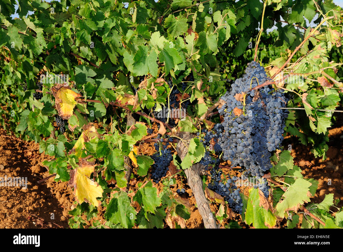 Avola wine hires stock photography and images Alamy