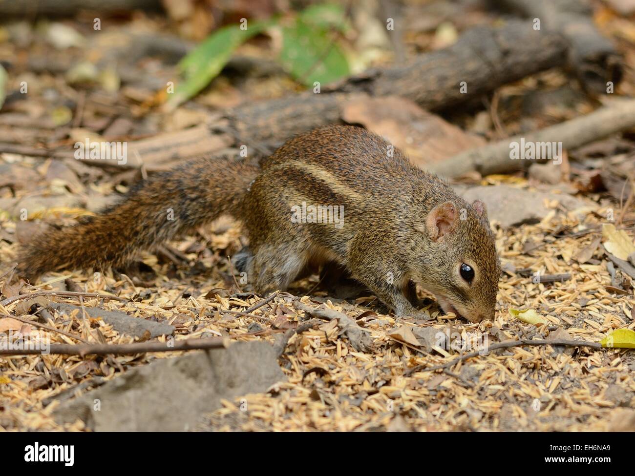 beautiful Indochinese Ground Squirrel (Menetes berdmorei) at Huay Kha Khaeng Wildlife Sanctuary,Thaland Stock Photo