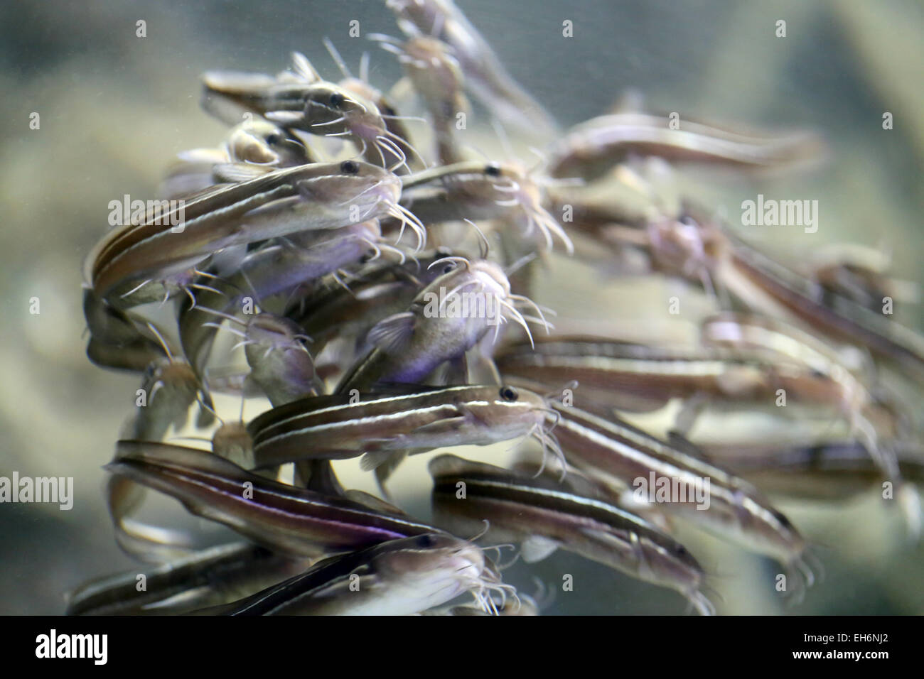 Eeltail catfish or Coral catfish in the aquarium. Stock Photo