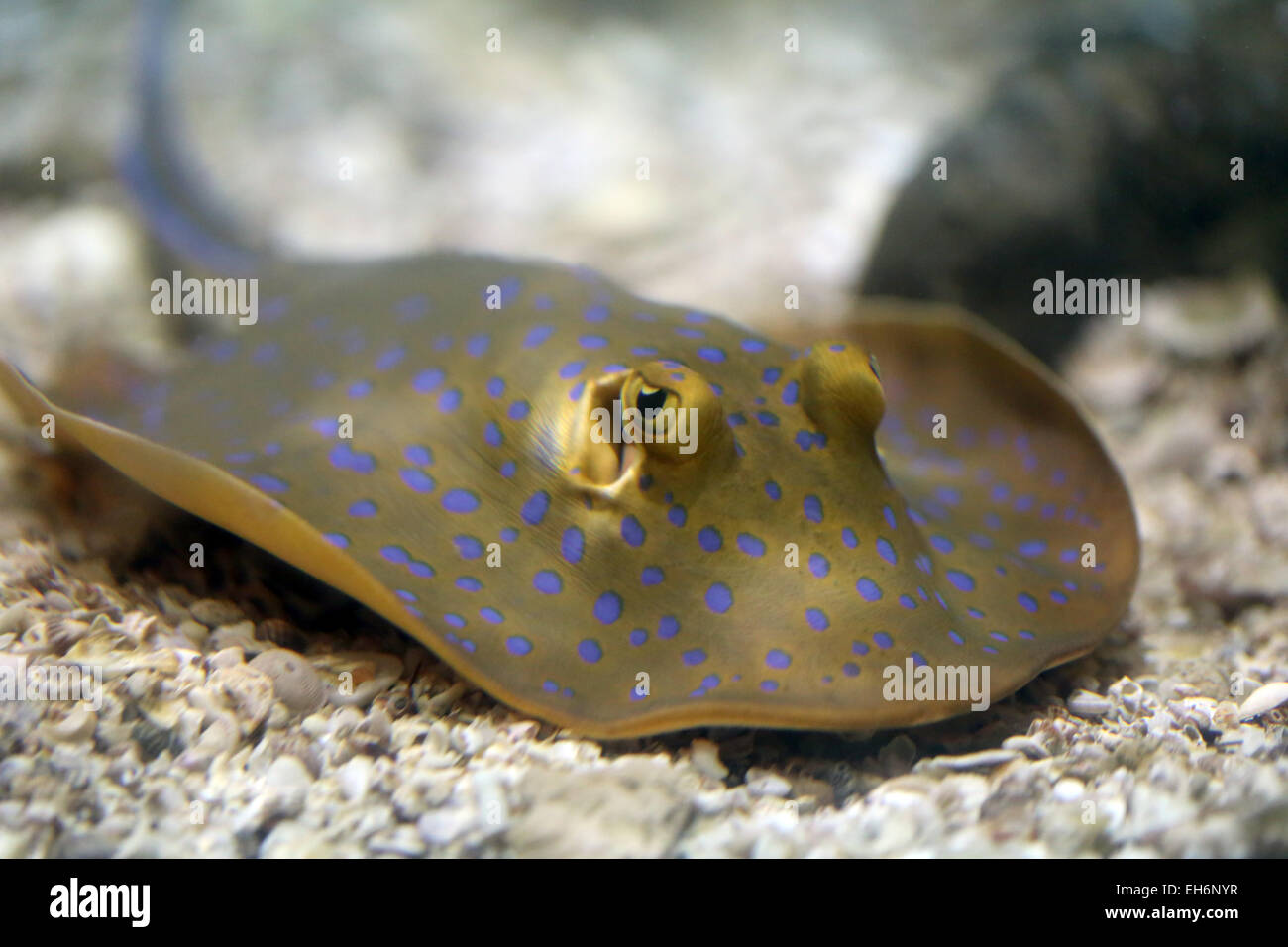 This is a Stingray or Ray fish in aquarium. Stock Photo