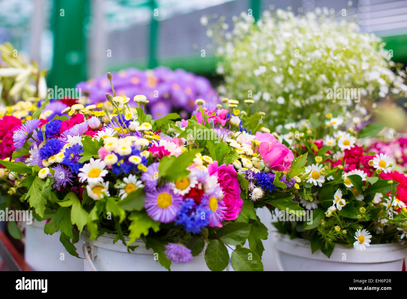Colorful plant leaf hi-res stock photography and images - Alamy