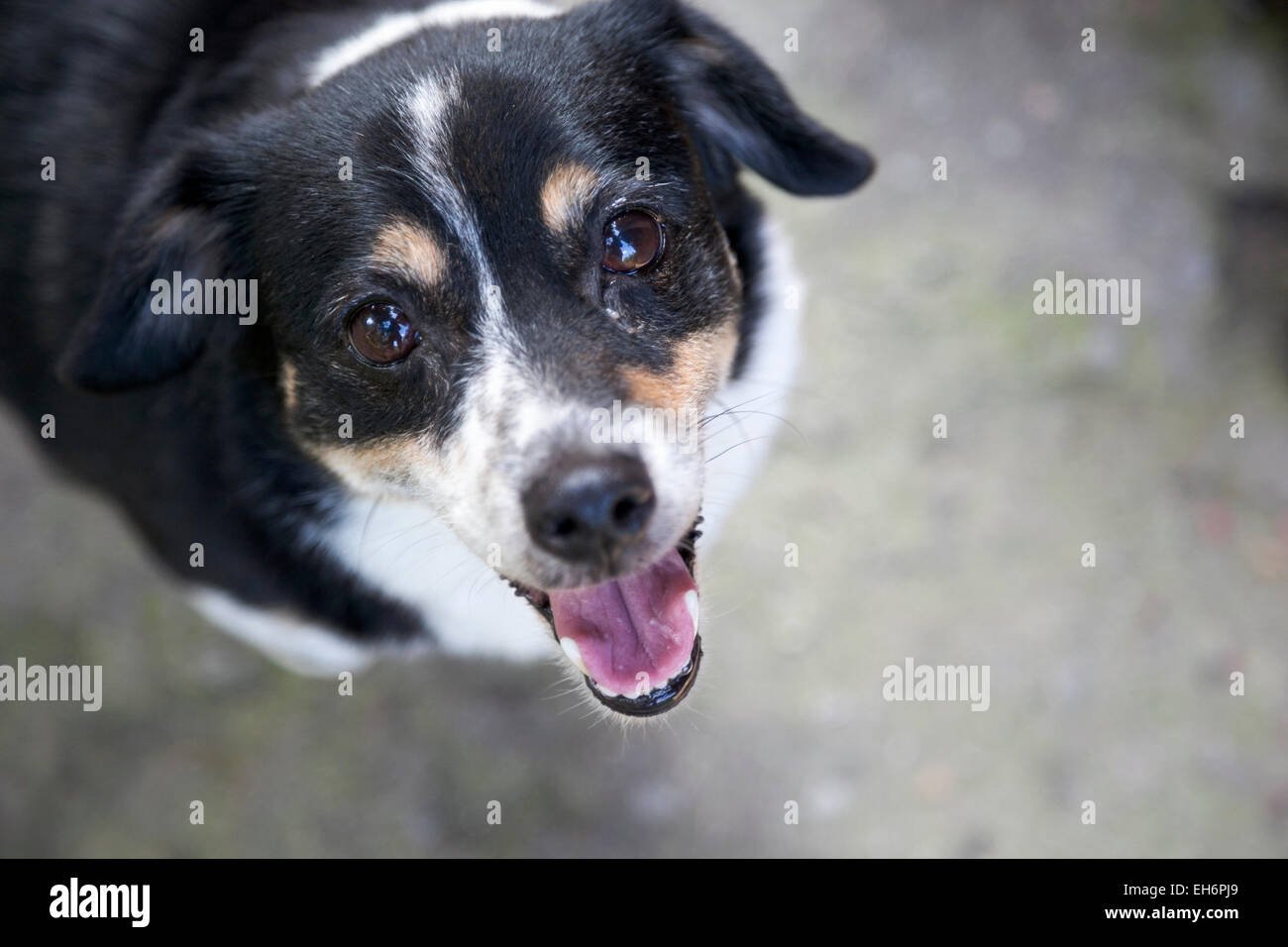A hopeful mutt looking into the camera Stock Photo