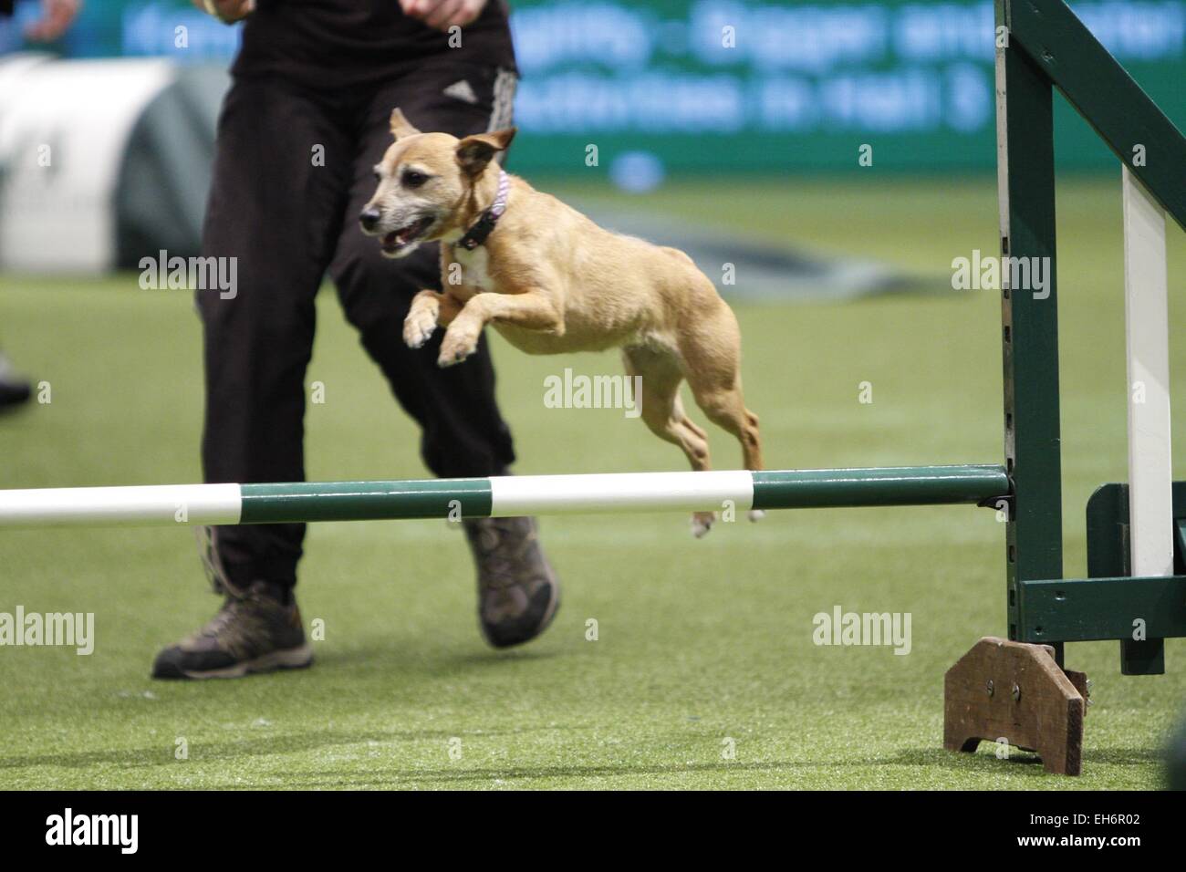 Birmingham, UK. 8th March, 2015. Dogs taking part in the Agility final at Crufts today in Birmingham, UK. Credit:  Jon Freeman/Alamy Live News Stock Photo