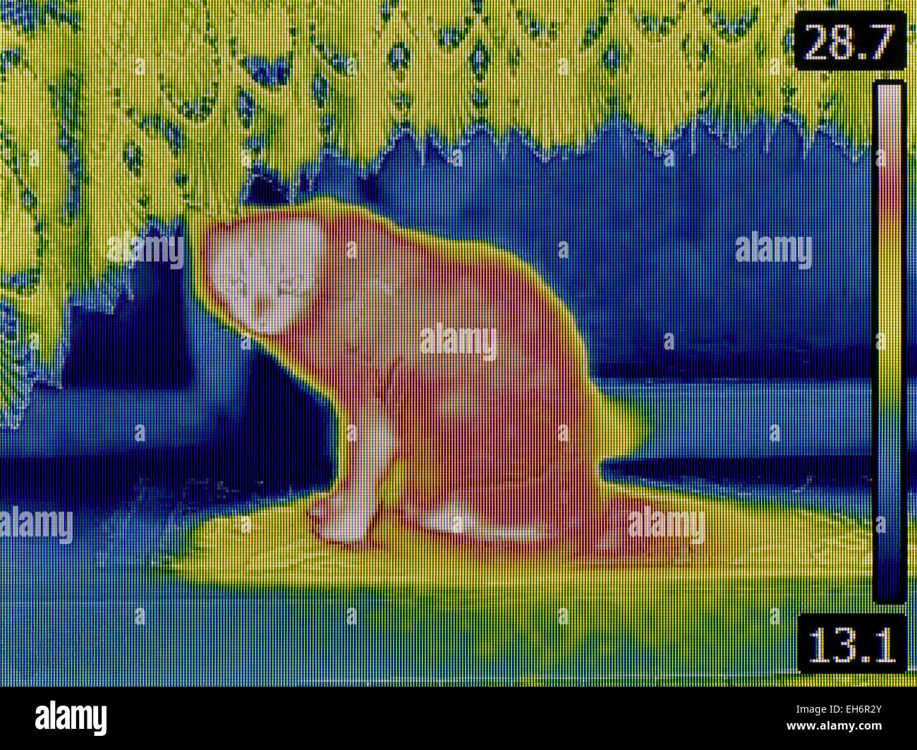 Thermal Image of Domestic Cat Stock Photo