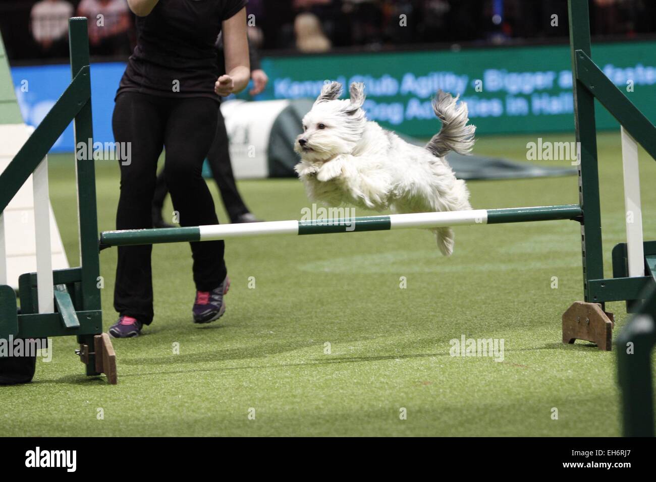 Birmingham, UK. 8th March, 2015. Pudsey, winner of Britains Got Talent taking part in the Agility final at Crufts today in Birmingham, UK. Credit:  Jon Freeman/Alamy Live News Stock Photo