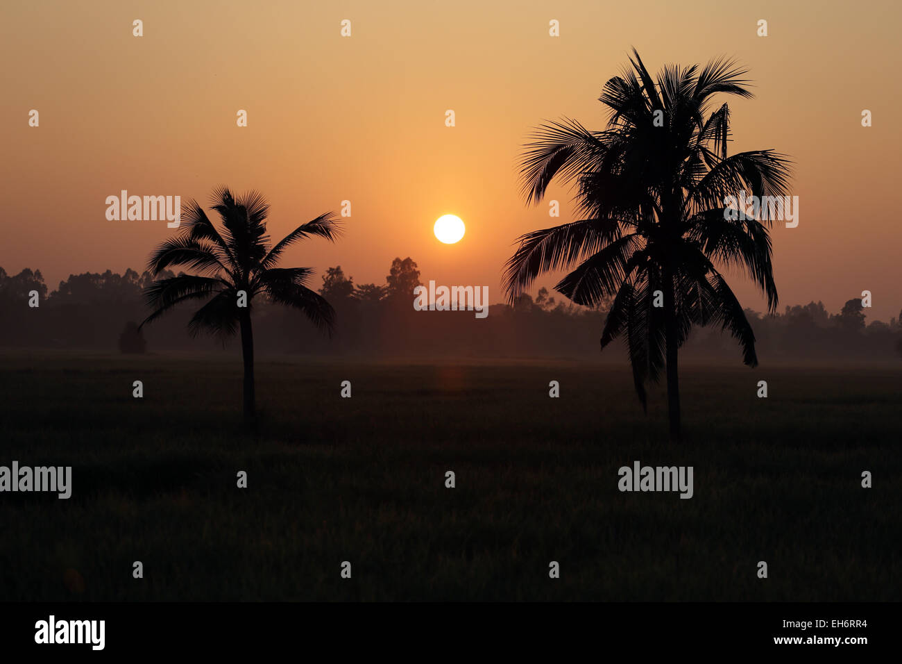 Coconut trees and paddy fields in silhouette for natural background. Stock Photo