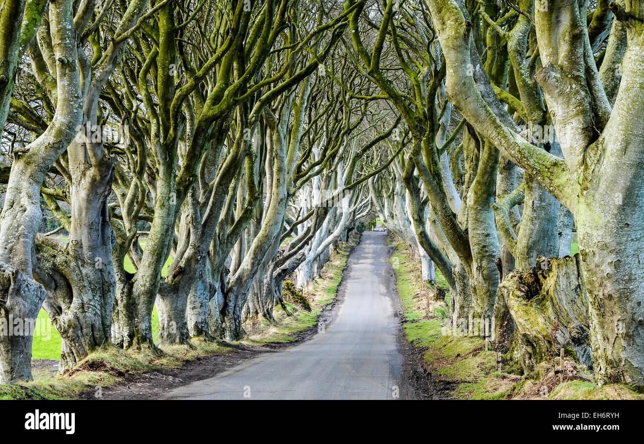 The Dark Hedges at Stranocum, location for a number of scenes in Game of Thrones. Stock Photo
