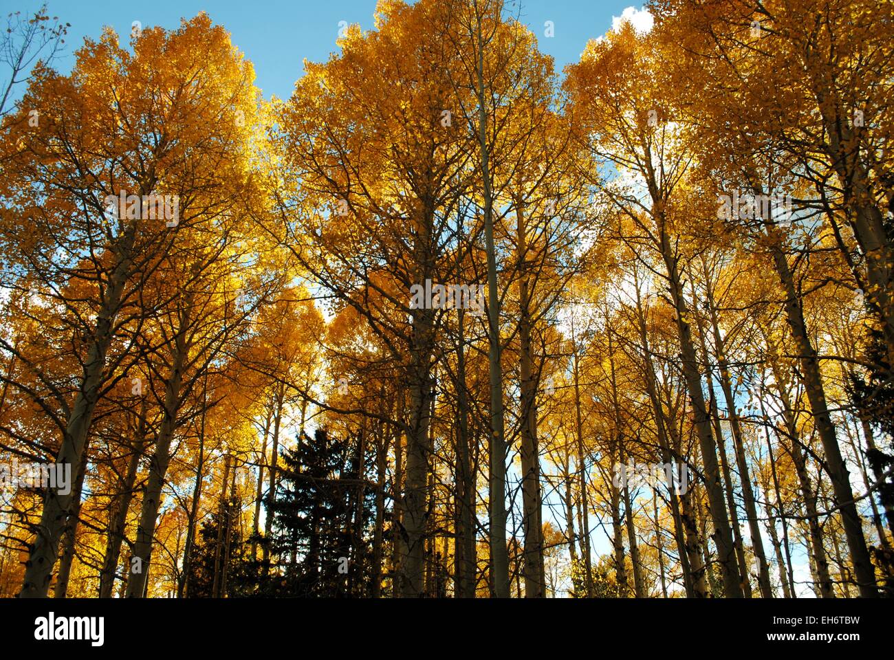Tall aspens hi-res stock photography and images - Alamy