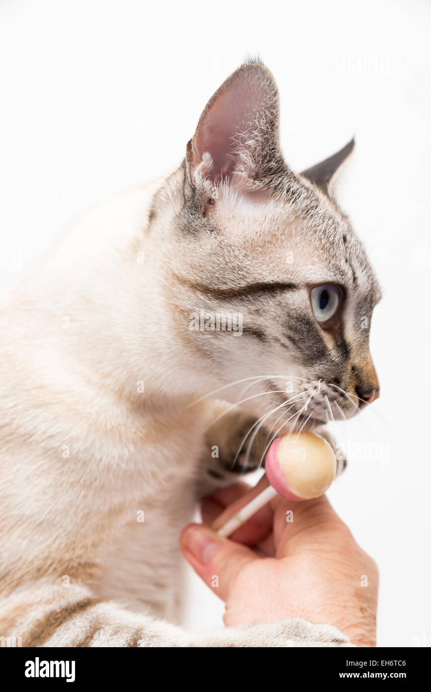 white cat eating a candy Stock Photo