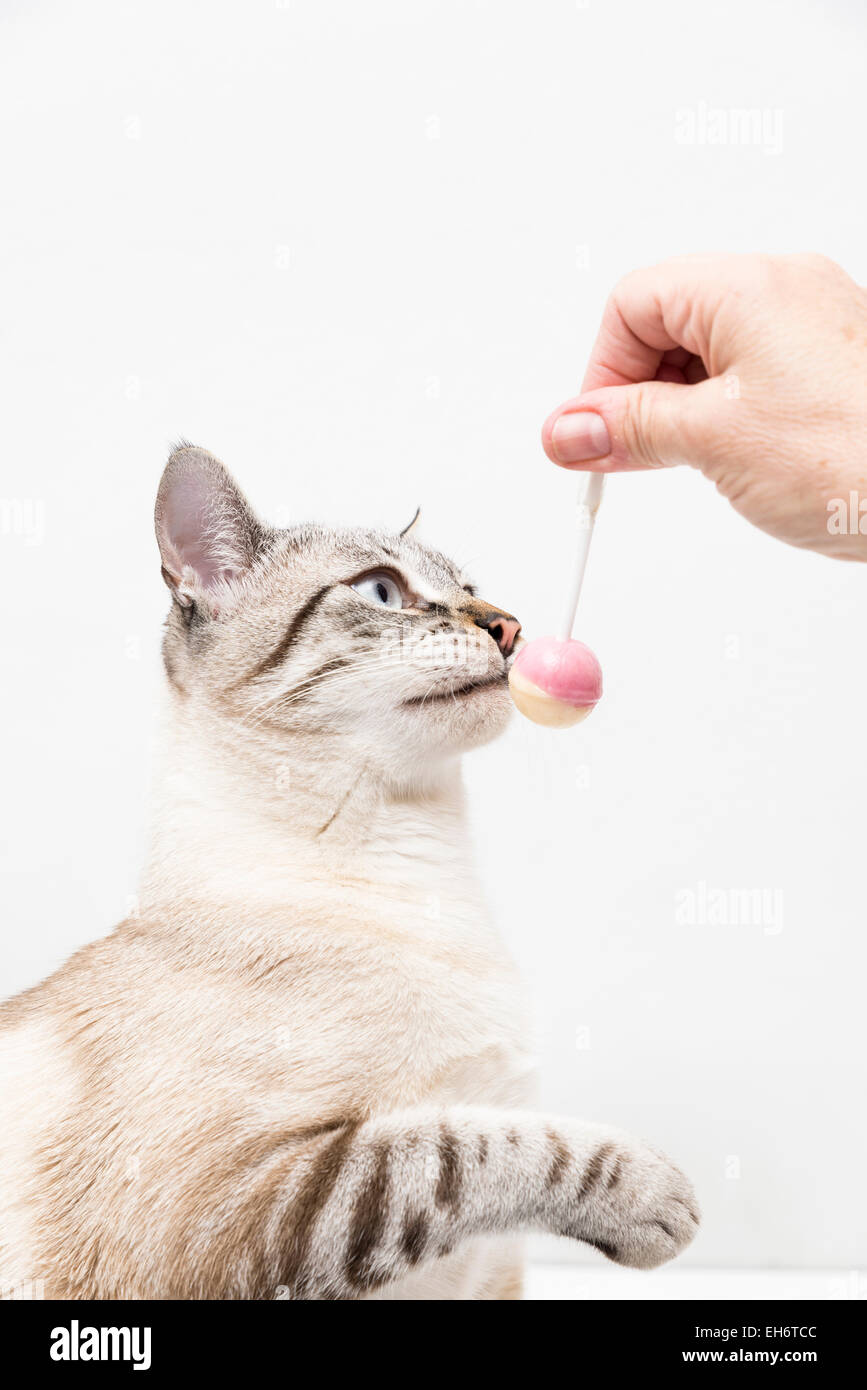 white cat eating a candy Stock Photo