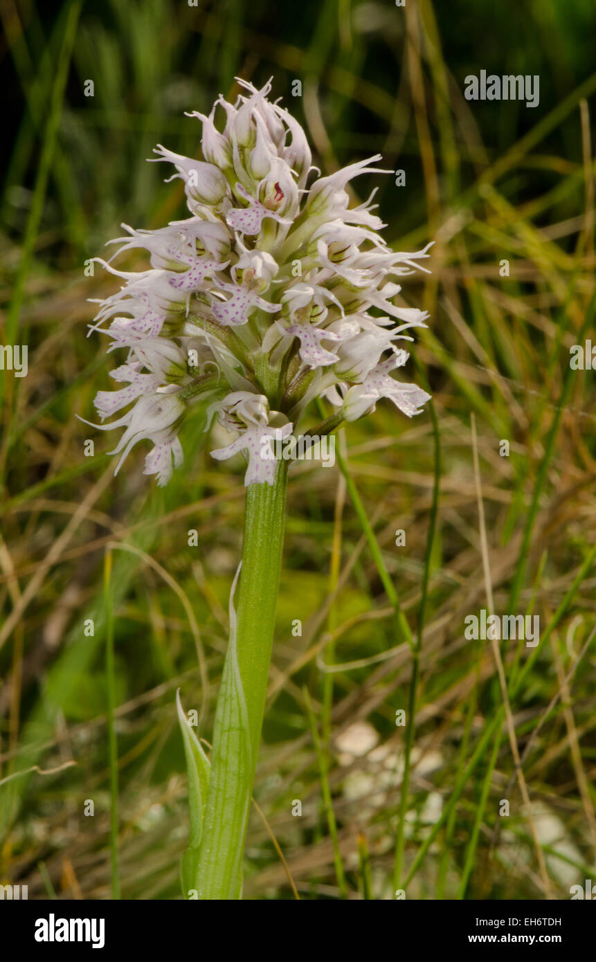 Orchis Conica High Resolution Stock Photography and Images Alamy