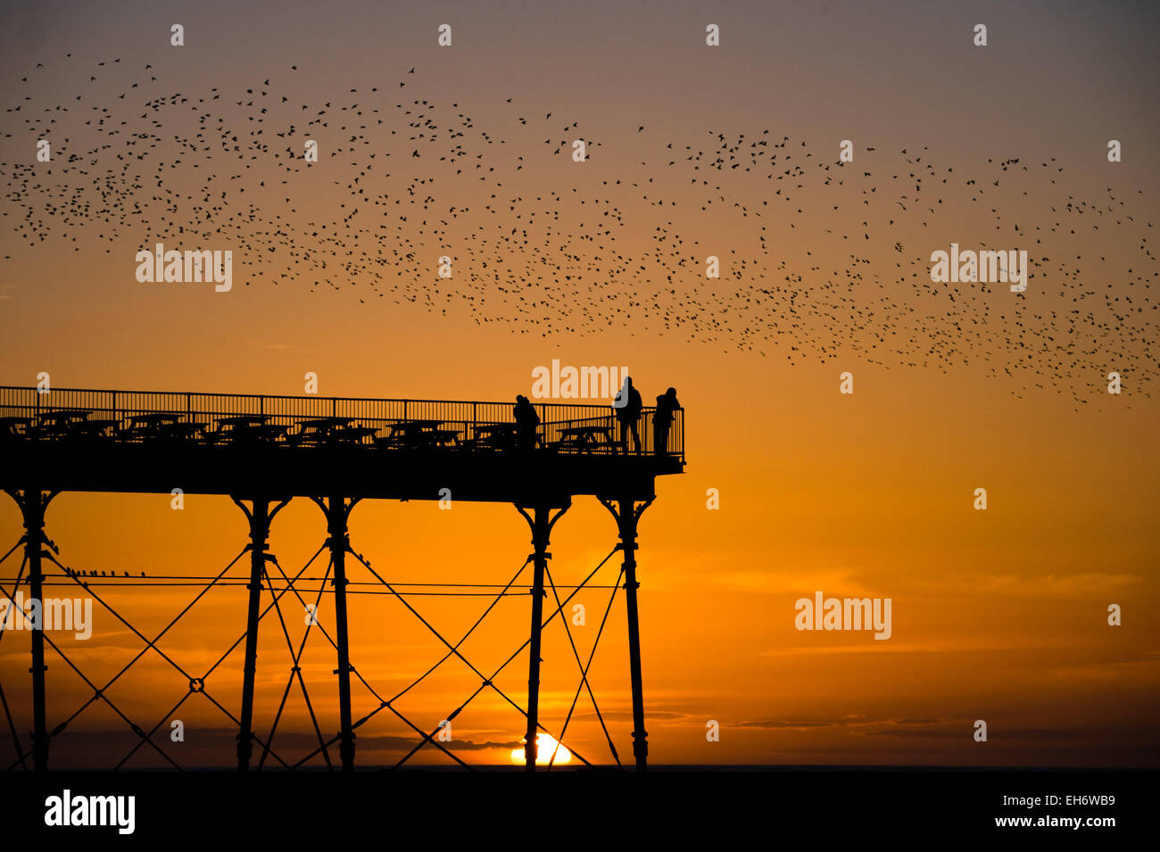 Aberystwyth, Wales, UK. 8th March, 2015. UK Weather: At the end of an afternoon of clear blue skies and warm spring sunshine, with the sun setting spectacularly over Cardigan Bay, ‘murmurations’ of thousands of starlings fly in at sunset to settle for the night on the cast iron legs of the Victorian seaside pier at Aberystwyth on the west wales coast UK. The nightly roost in Aberystwyth is one of only three urban roosts in the UK and draws a regular crowd of onlookers and photographers every evening. Credit: keith morris/Alamy Live News Stock Photo