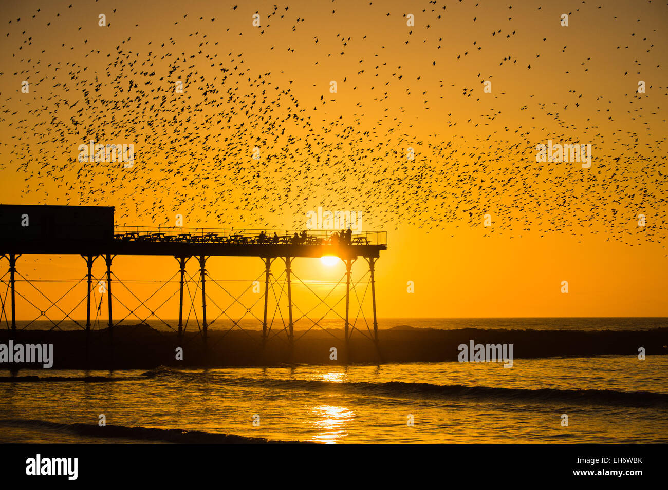 Aberystwyth, Wales, UK. 8th March, 2015. UK Weather: At the end of an afternoon of clear blue skies and warm spring sunshine, with the sun setting spectacularly over Cardigan Bay, ‘murmurations’ of thousands of starlings fly in at sunset to settle for the night on the cast iron legs of the Victorian seaside pier at Aberystwyth on the west wales coast UK. The nightly roost in Aberystwyth is one of only three urban roosts in the UK and draws a regular crowd of onlookers and photographers every evening. Credit: keith morris/Alamy Live News Stock Photo