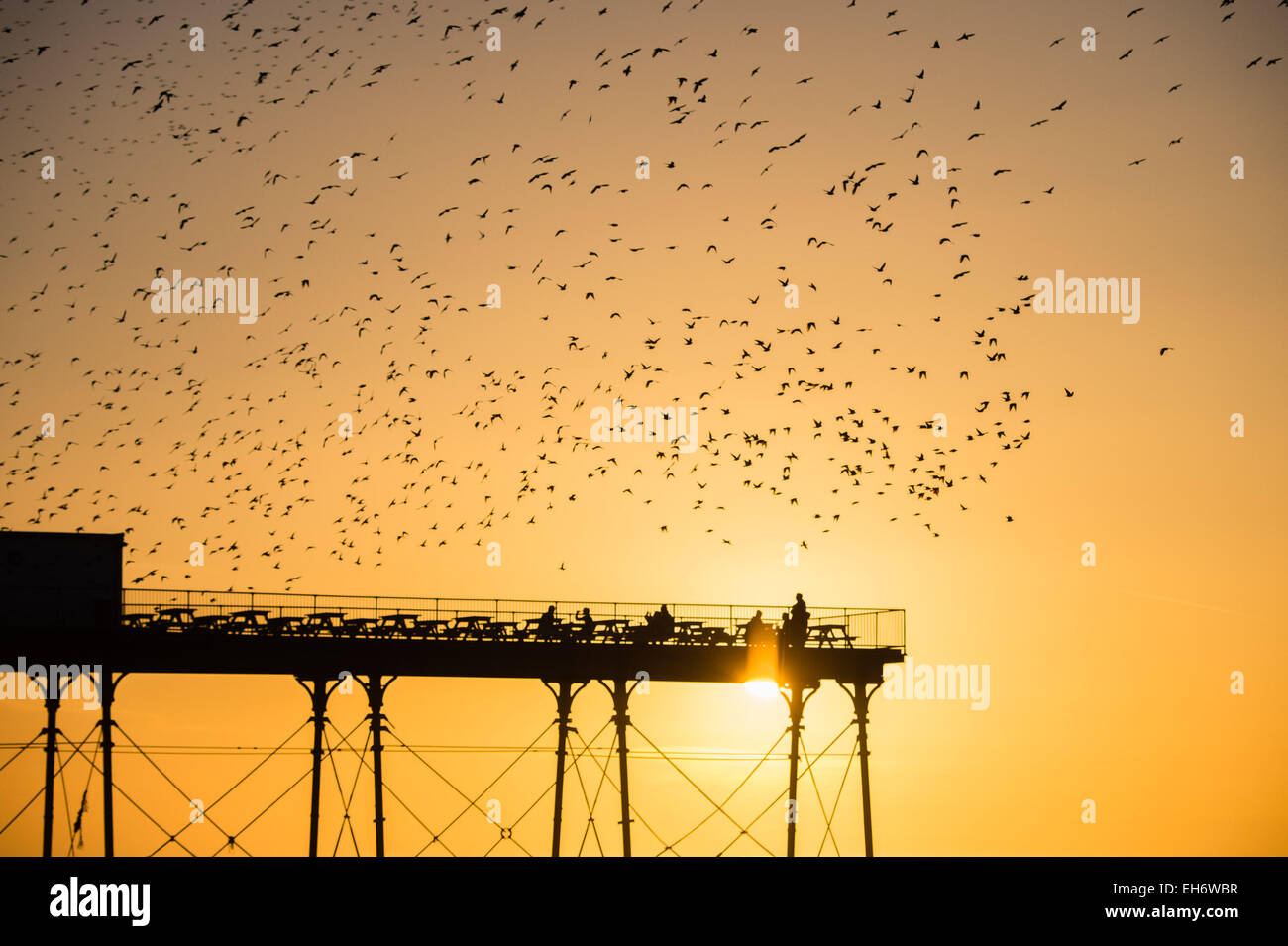 Aberystwyth, Wales, UK. 8th March, 2015. UK Weather: At the end of an afternoon of clear blue skies and warm spring sunshine, with the sun setting spectacularly over Cardigan Bay, ‘murmurations’ of thousands of starlings fly in at sunset to settle for the night on the cast iron legs of the Victorian seaside pier at Aberystwyth on the west wales coast UK. The nightly roost in Aberystwyth is one of only three urban roosts in the UK and draws a regular crowd of onlookers and photographers every evening. Credit: keith morris/Alamy Live News Stock Photo