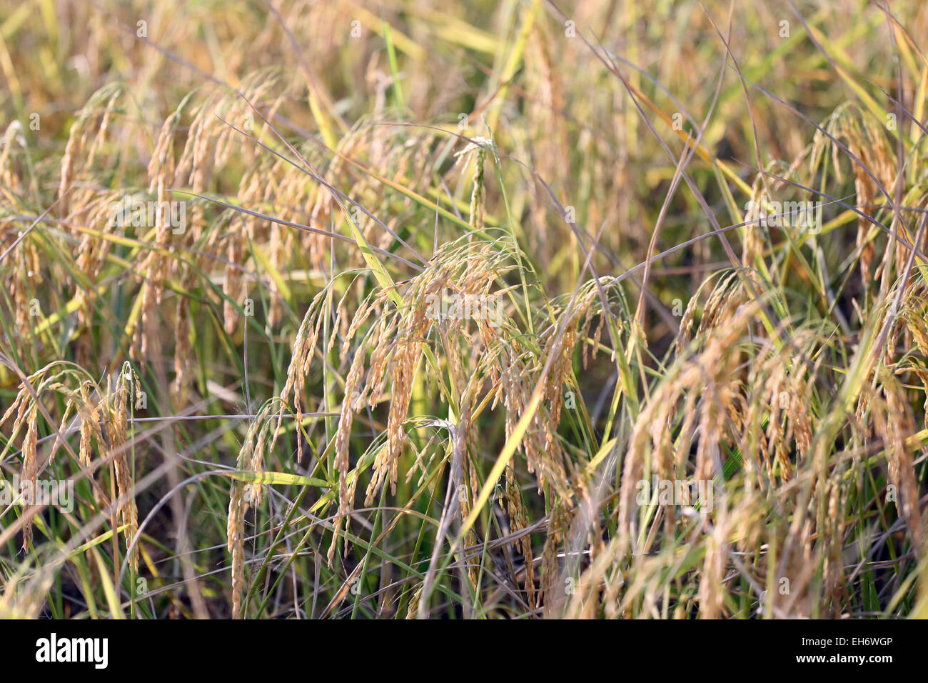 How is rice harvested hi-res stock photography and images - Alamy