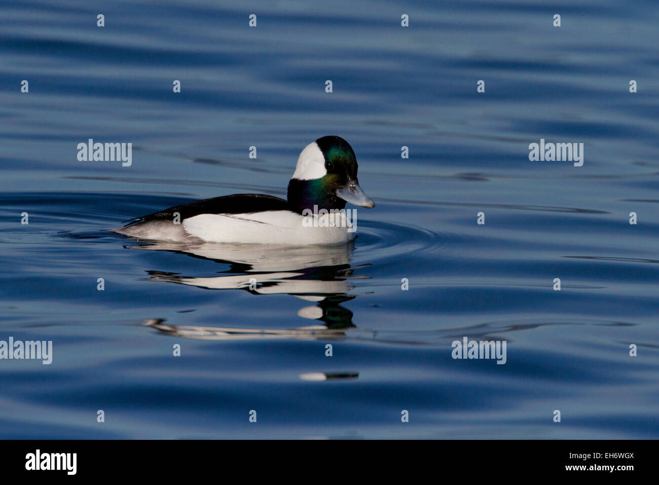 Bufflehead duck (Bucephala albeola) male on ocean at Deep Bay, Vancouver Island, BC, Canada in