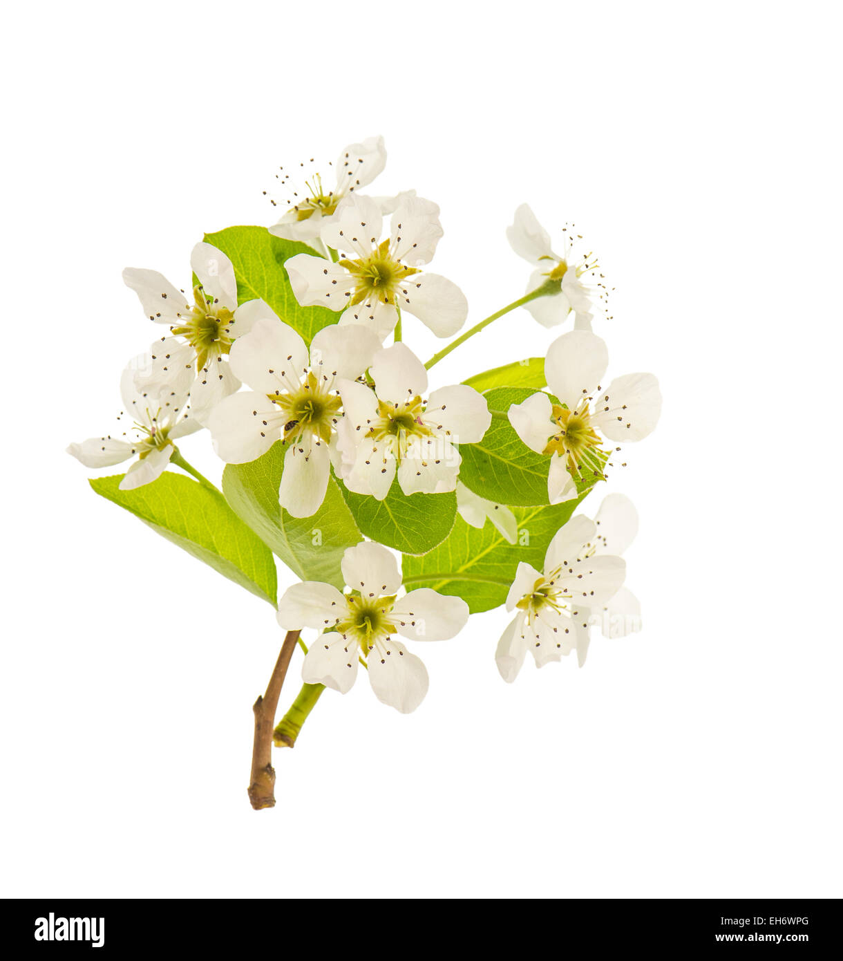 Blossoms of pear tree. Spring flowers isolated on white background Stock Photo