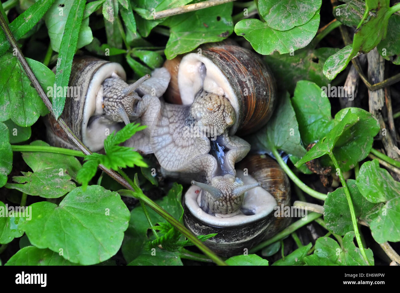 Three snails mating Stock Photo Alamy