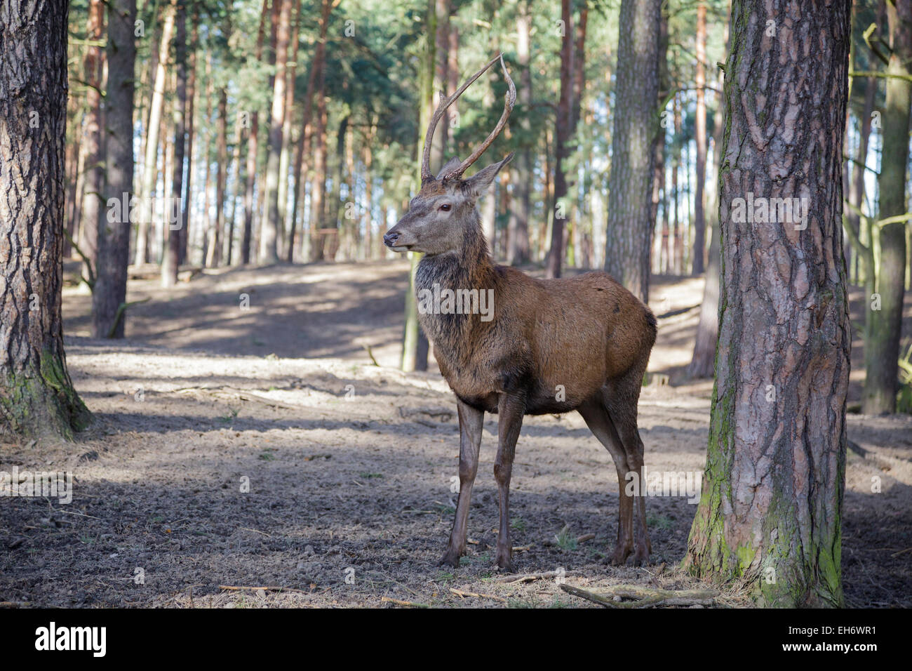 Red deer male Stock Photo
