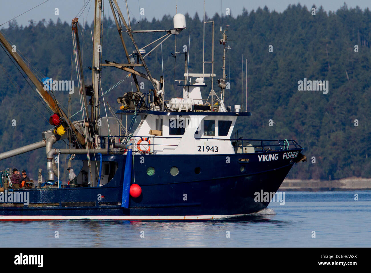 Fishing boat fishing for pacific herring in Deep Bay, Vancouver Island