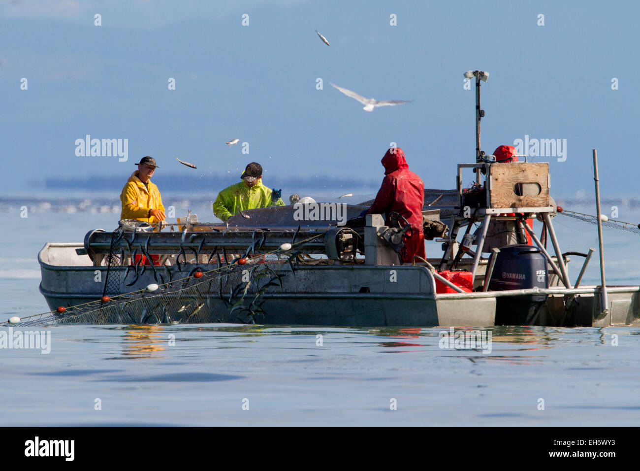 Herring fishing fishermen hires stock photography and images Alamy