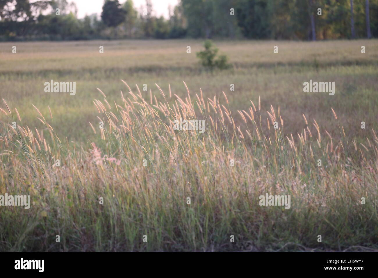 Meadow in the evening. Stock Photo