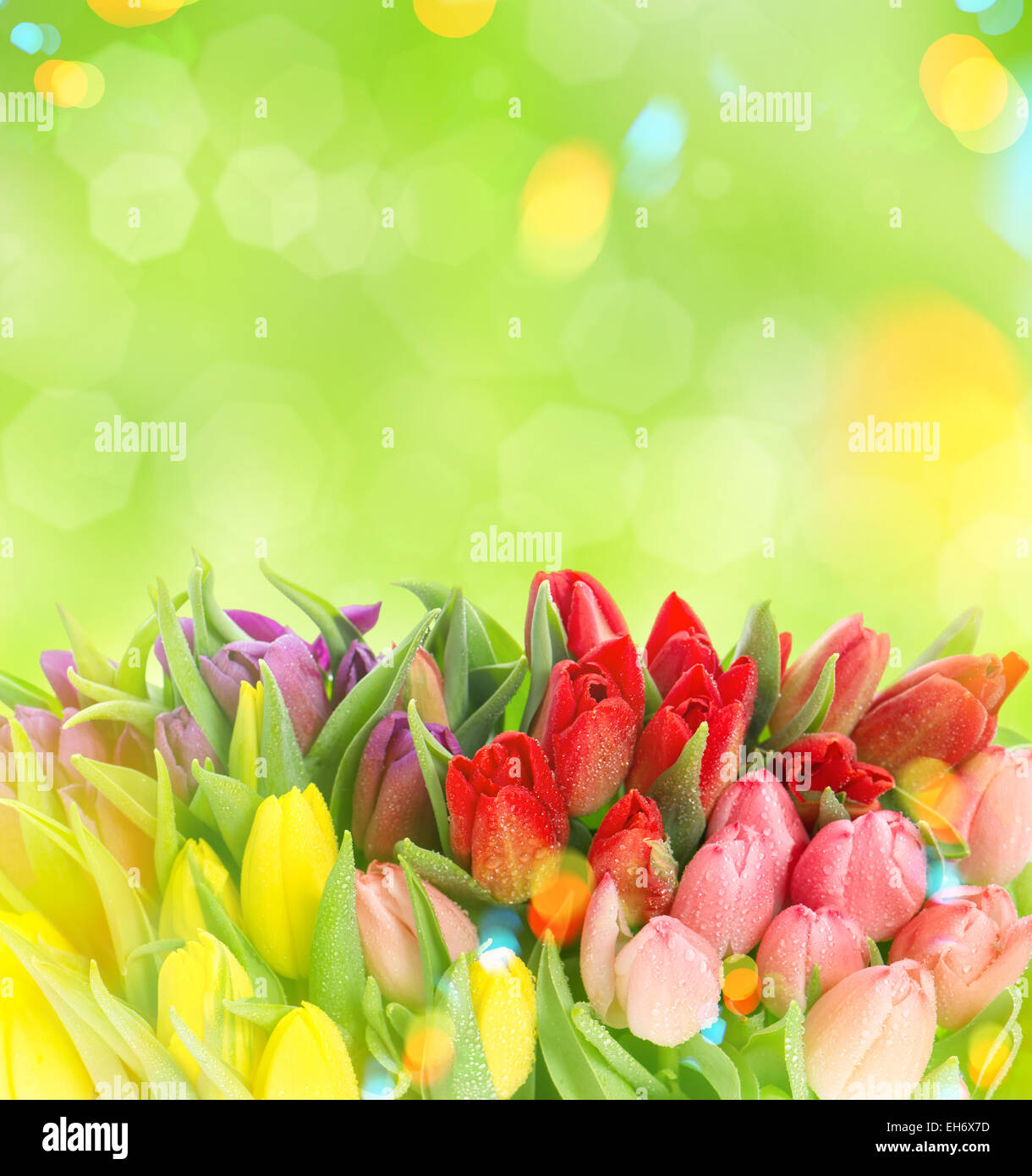Tulips over blurred green background. Fresh spring flowers with water drops. Retro style toned picture with light leaks Stock Photo