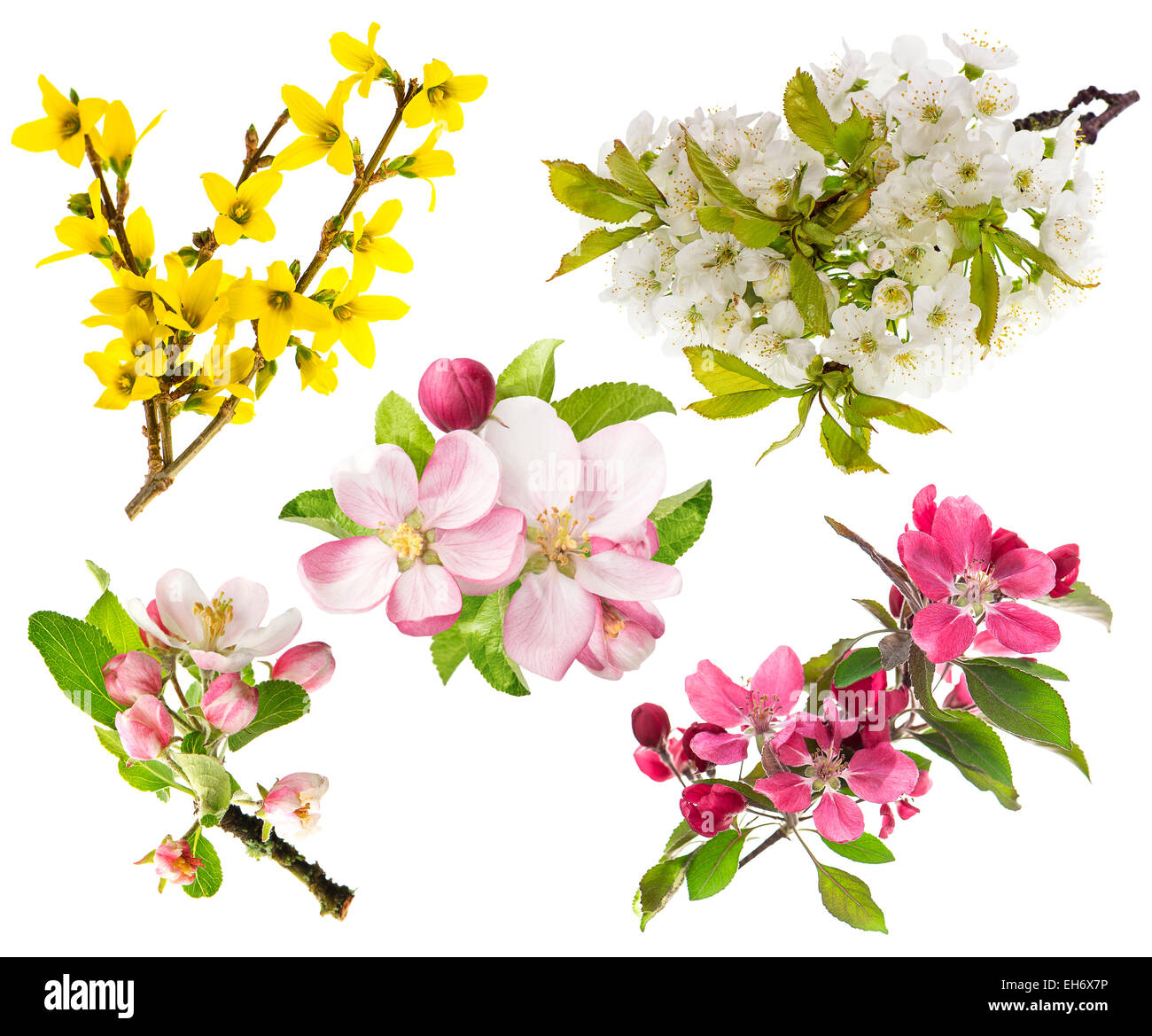 Spring flowers isolated on white background. Blossoms of apple tree, cherry twig, forsythia Stock Photo