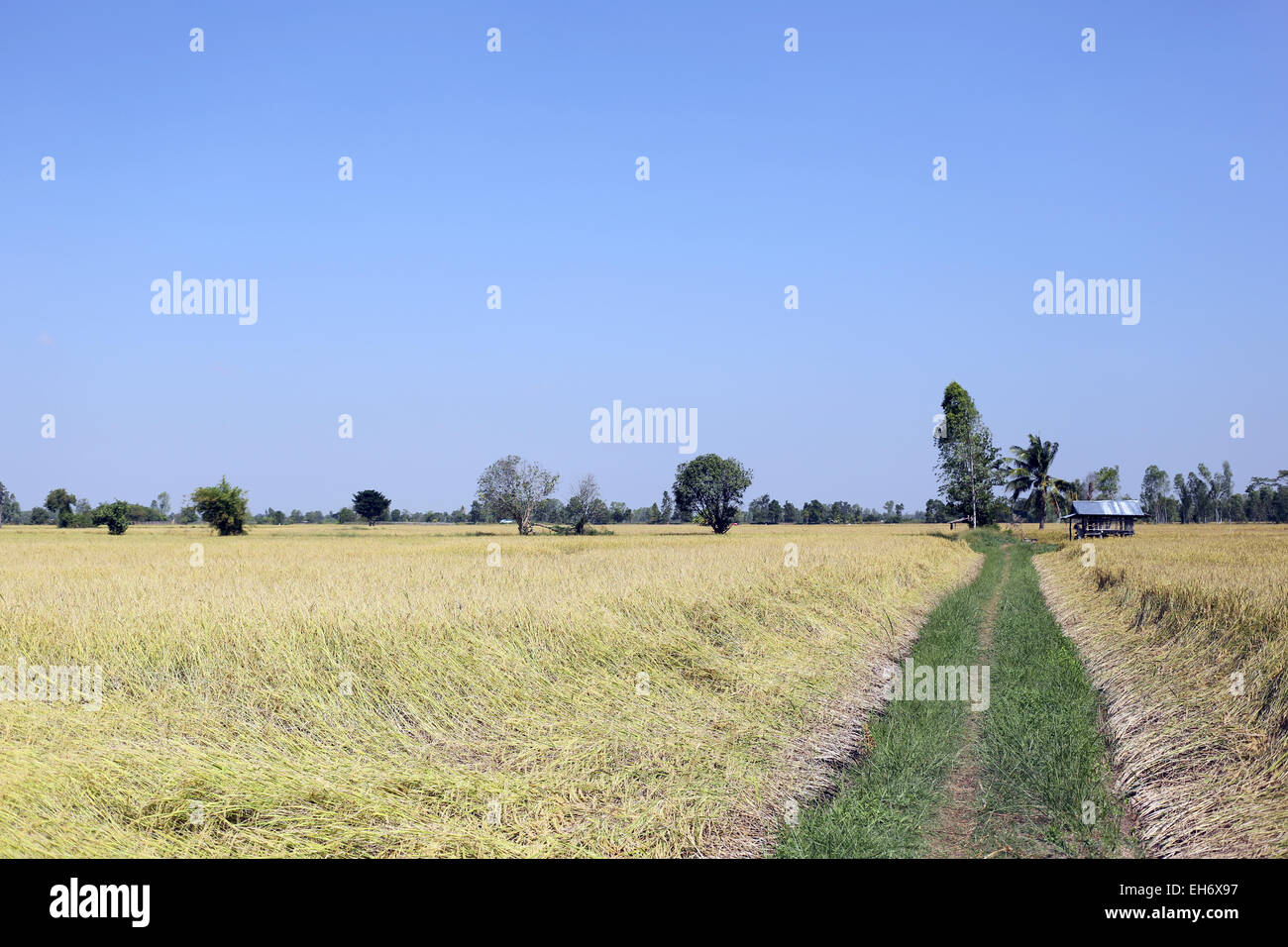 Rice fields in rural of Thailand. Stock Photo