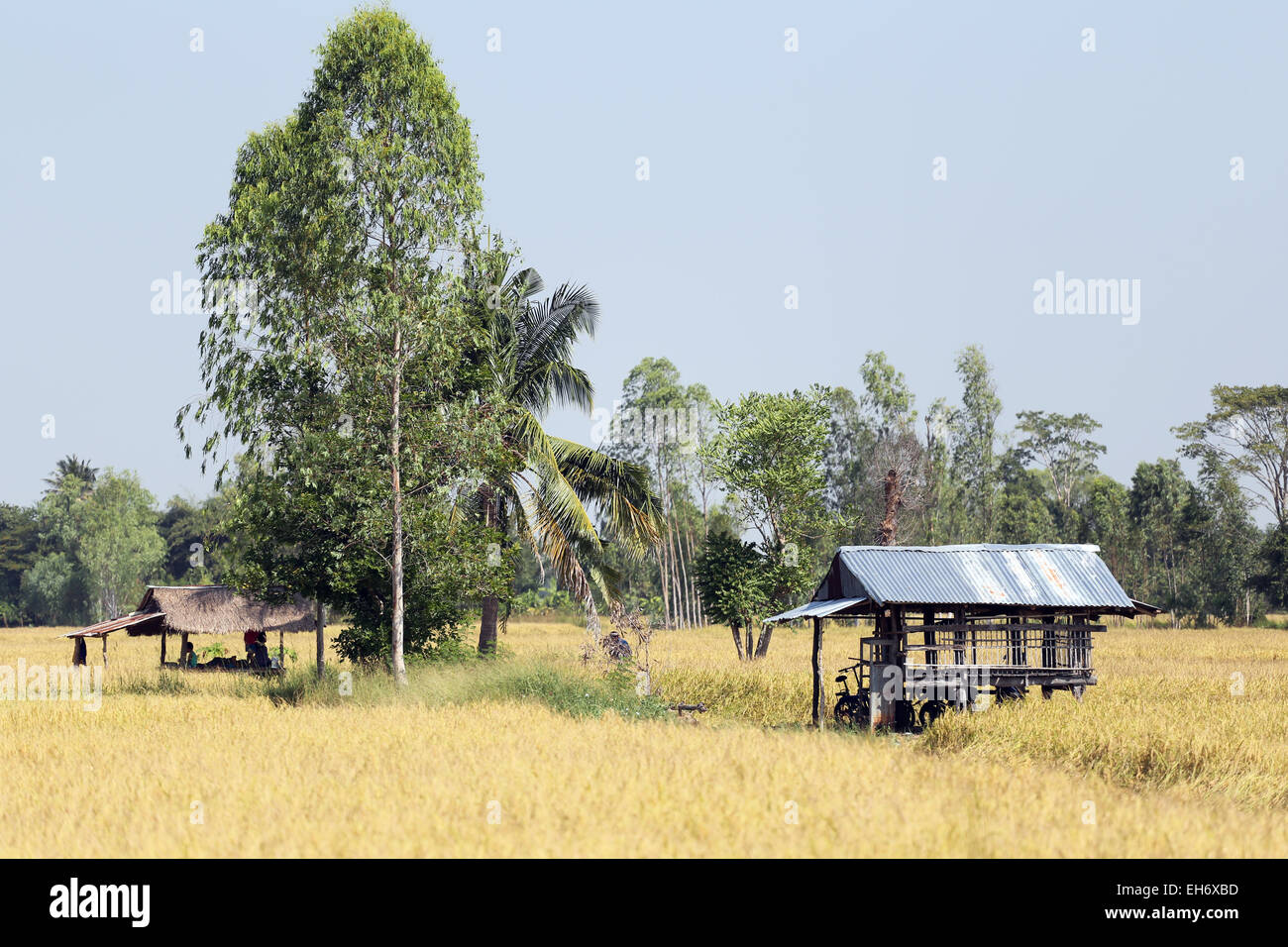 Rice fields in rural of Thailand. Stock Photo