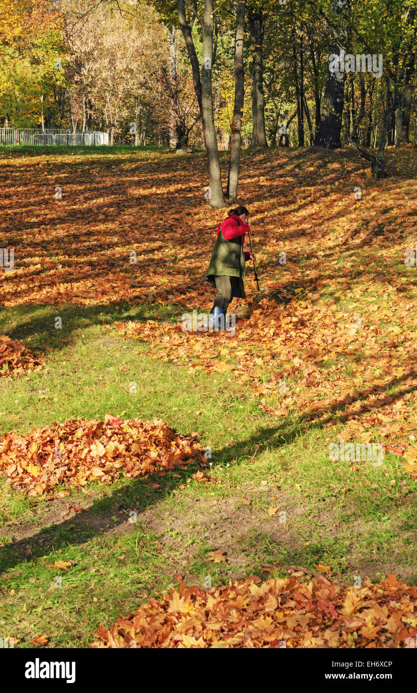 The worker cleans the fallen autumn leaves park. Stock Photo