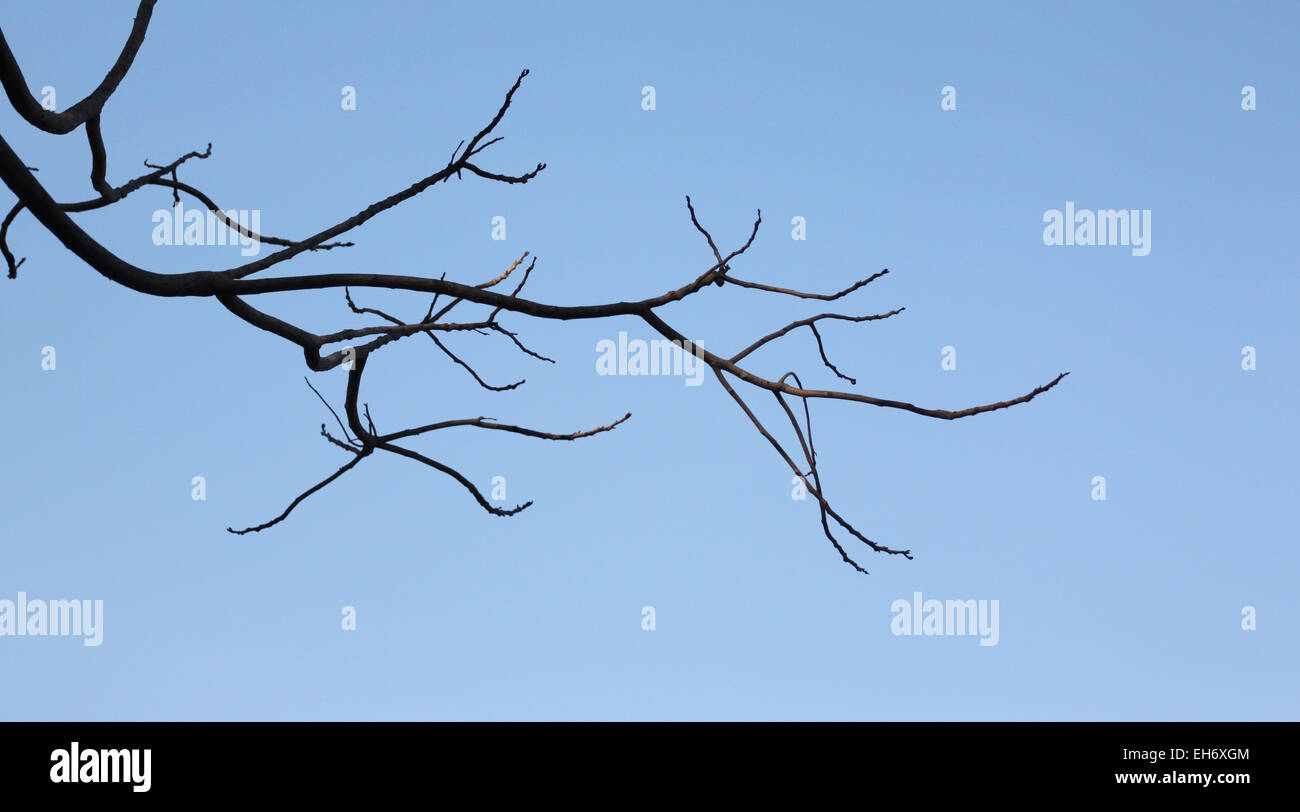 Branches of dead trees on blue sky background Stock Photo - Alamy