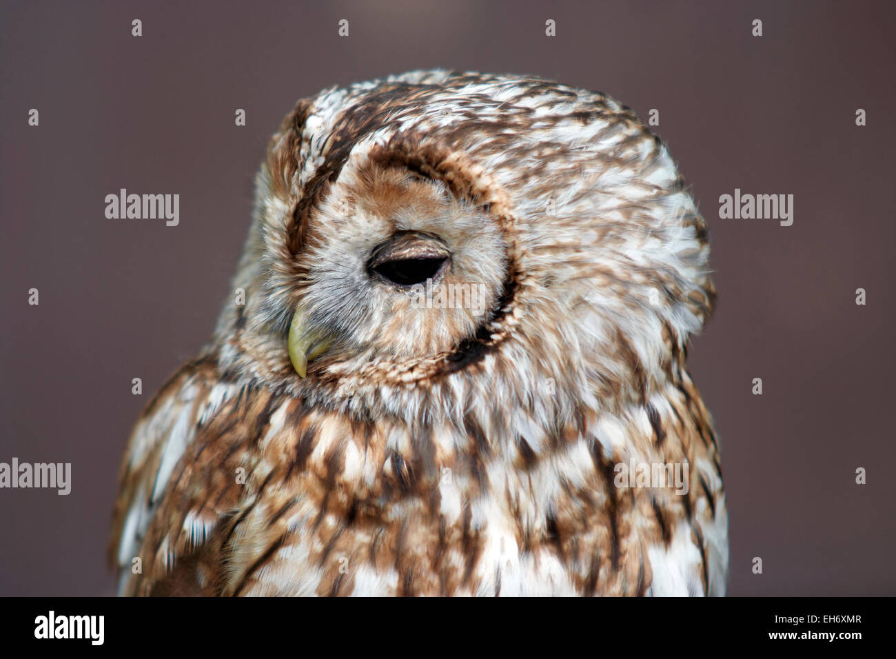 barn owl - monkey-faced owl Stock Photo